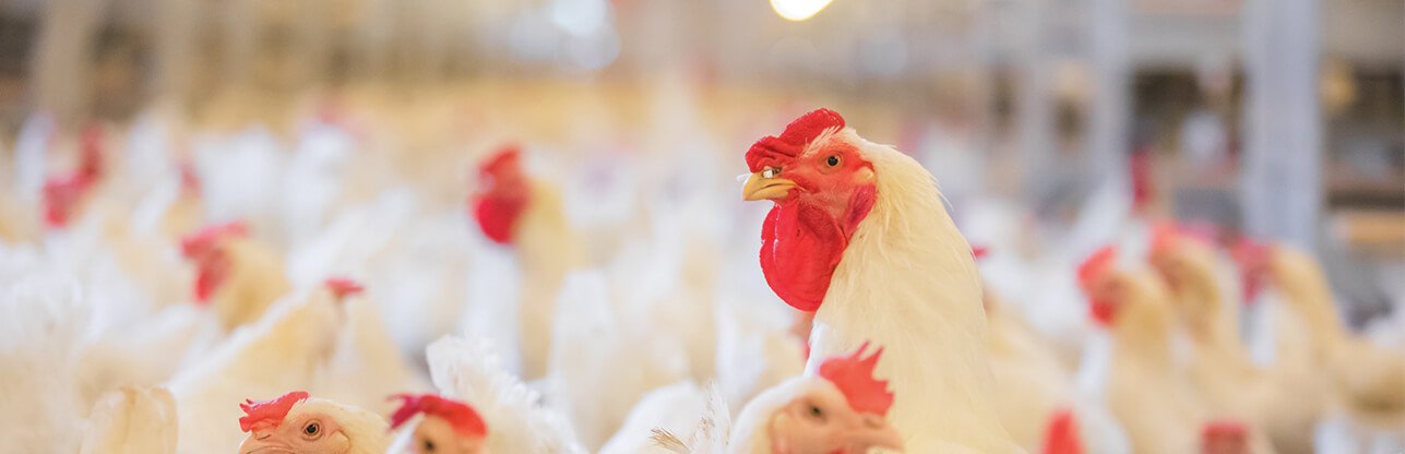 恒峰g22·(中国区)官网入口-天天有惊喜